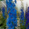 Delphinium Cobalt Dream